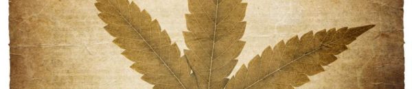 cannabis-leaf-vintage-background-with-torn-edges-isolated-on-w