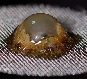 Full Melt Bubble Hash Cannabis Concentrate