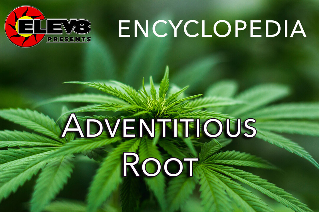 Adventitious Root – Elev8 Presents