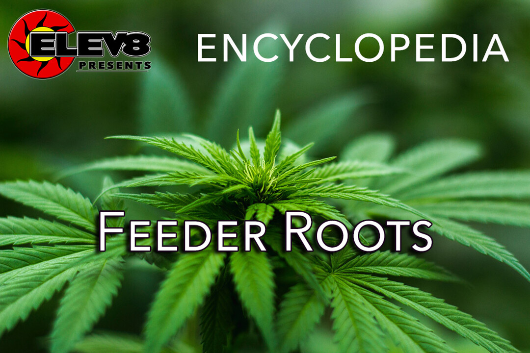 Feeder Roots Elev8 Presents