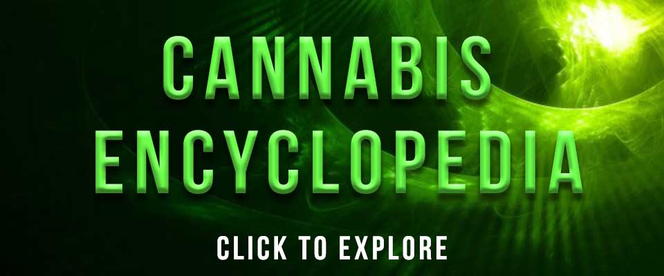 Cannabis Encyclopedia